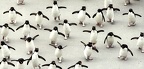 Penguin (Rockhopper Penguin)