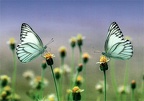 Butterflies