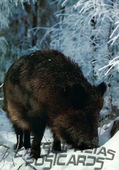 Wild Boar