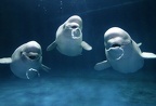 Beluga Whale