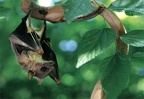 Egyptian Fruit Bat