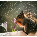 Squirrel in snow with Flower