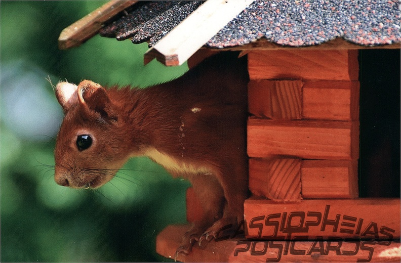 Squirrel in bird feeder