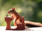 Squirrel with tool
