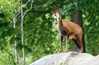 Chamois