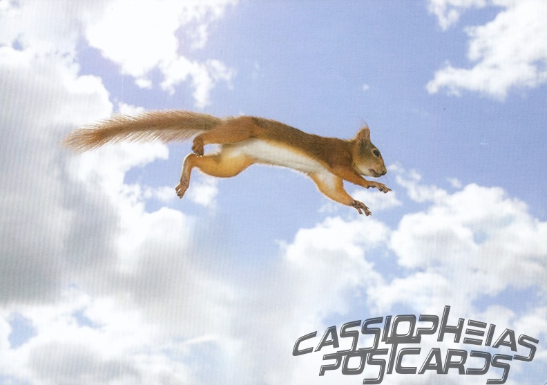 Squirrel in Air