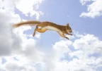 Squirrel in Air