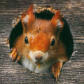 Squirrel in Nesting Box