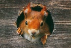 Squirrel in Nest(ing Box)