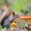 Squirrel on Ground with mushroom