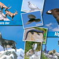 6 Animals of the Alps