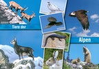 6 Animals of the Alps