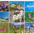 8 Flowers of the Alps