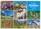 8 Flowers of the Alps