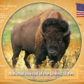 1 National Animal USA