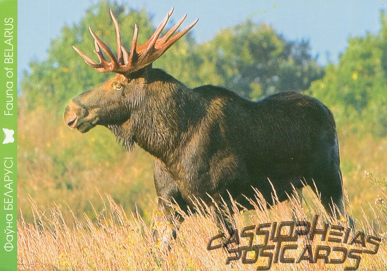6 Elk