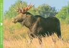 6 Elk