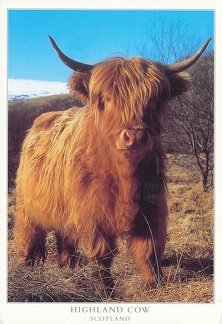 6 Highland Cow