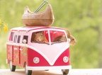 Squirrel with car
