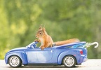 Squirrel with car