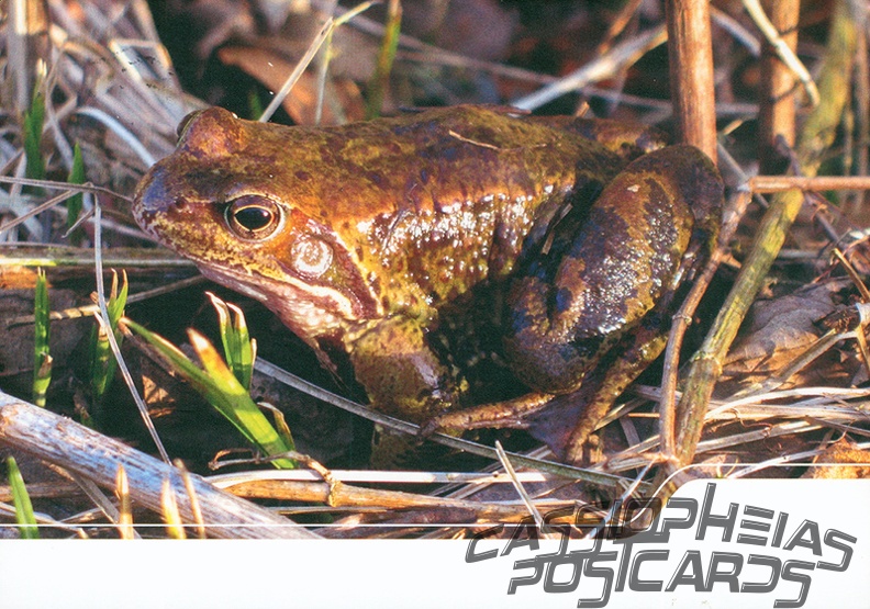 Frog (Common Frog)