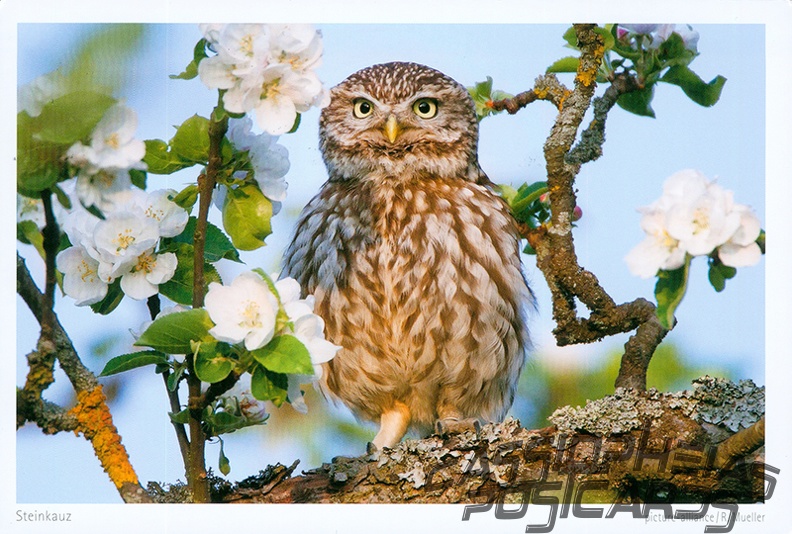 Owl (Little Owl)