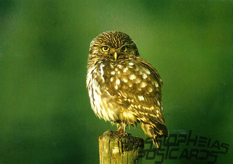 Owl (Little Owl)