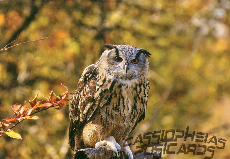 Owl (Eurasian eagle-owl)