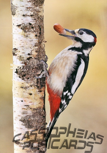 Woodpecker (Great spotted woodpecker)