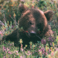 Bear (Brown Bear)