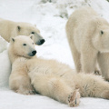 Bear (Polar Bear)