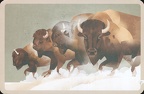 [Box] Wild Animals of the World: 50 Postcards