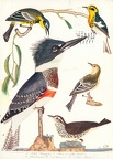US Birds