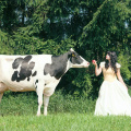 "Snowwhite" with Cow