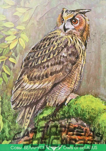 6 Eagle Owl