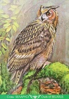 6 Eagle Owl