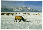 6 National Elk Refuge