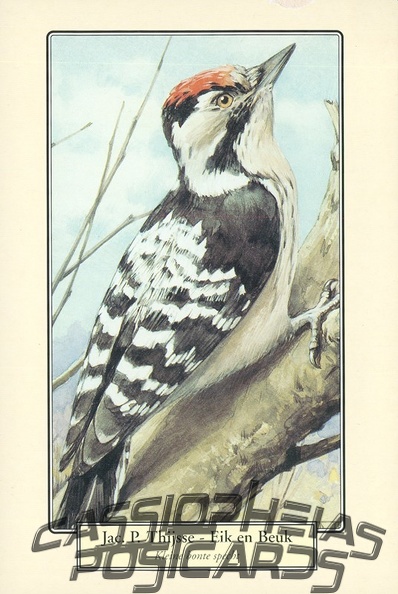 Bird (Woodpecker)