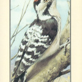 Bird (Woodpecker)