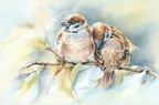 Bird (Sparrows)