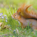 Squirrel in Flowers