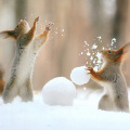 Squirrel in snow with snowman