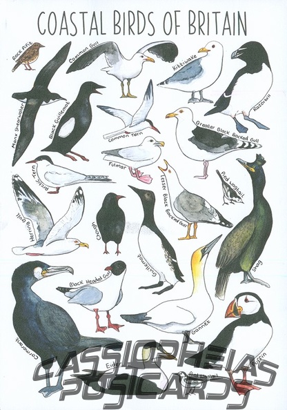 6 Coastel Birds of Britain