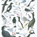 6 Coastel Birds of Britain