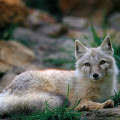 Fox (Corsac Fox)