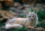 Fox (Corsac Fox)