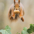 Squirrel jumping