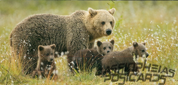 Bears (Brown Bears)