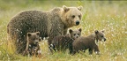 Bears (Brown Bears)