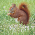 Squirrel on Ground with nut